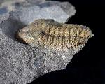 Conocoryphe sulzeri (SCHLOTHEIM, 1823) - Bild © FossNet FossilienStore